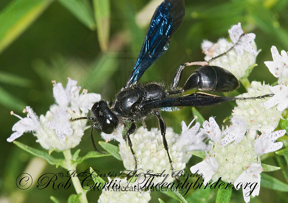 Isodontia philadelphica  GRASS-CARRYING WASP 6011086z