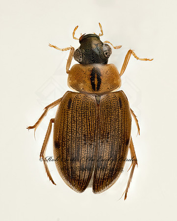 Berosus striatus 9019931z