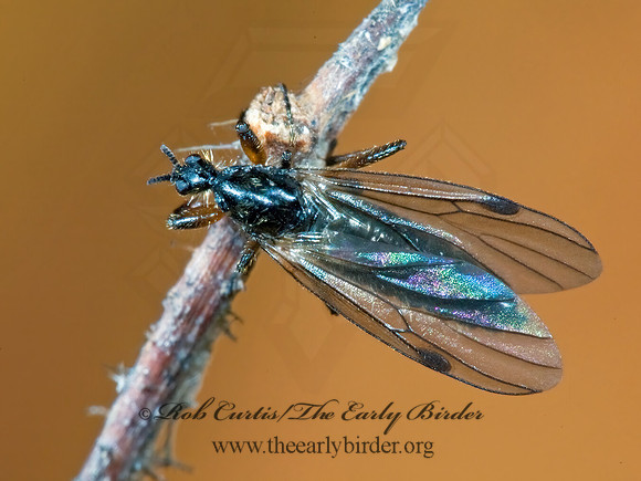 Bibio slossonae  MARCH FLY 5003089 Fz