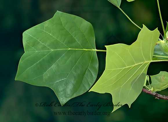 Liriodendrum tulipifera - TULIP TREE  5009790z