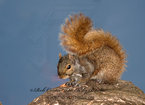 Sciurus niger  FOX SQUIRREL 6003167z