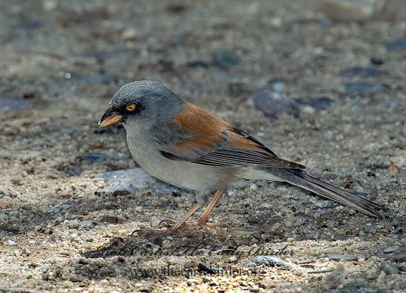 Junco phaeonotus  YELLOW-EYED JUNCO 5005816z