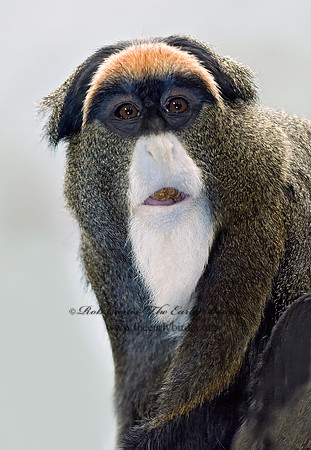 Cercopithecus neglectus  DEBRAZZA'S MONKEY 6018534z