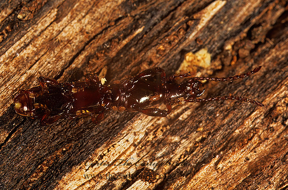 Arrhenodes minutus 1113529z