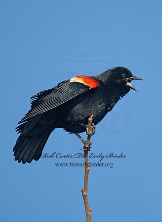 Agelaius phoeniceus  RED-WINGED BLACKBIRD 8001295z