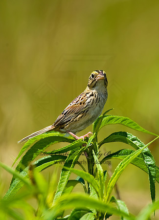 Centronyx henslowii  HENSLOW'S SPARROW 8005517z
