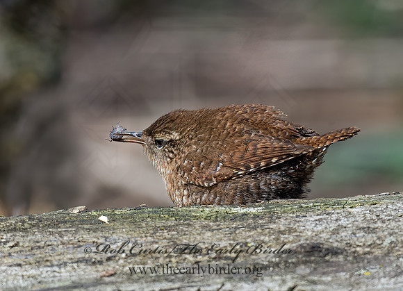 Troglodytes hiemalis  WINTER WREN 9028304z