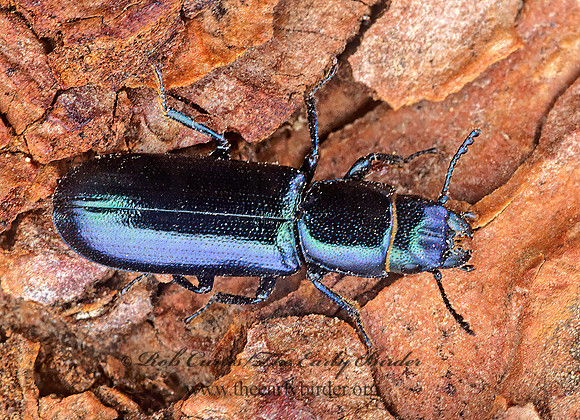 Temnoscheila chloridia  BARK-GNAWING BEETLE 144733z