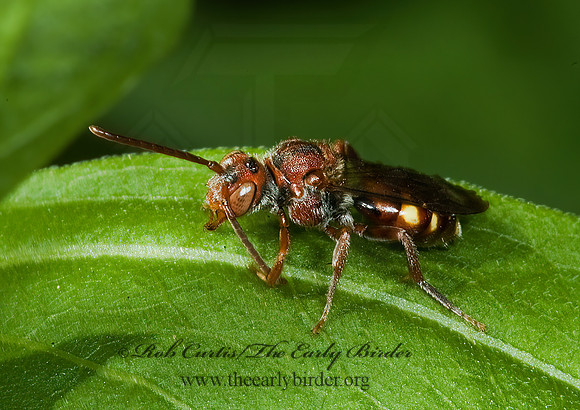 Nomada ruficornis grp  NOMAD BEE 5008832z