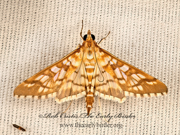 Epipagis fenestralis SPILOMELINAE SNOUT MOTH 9051342z