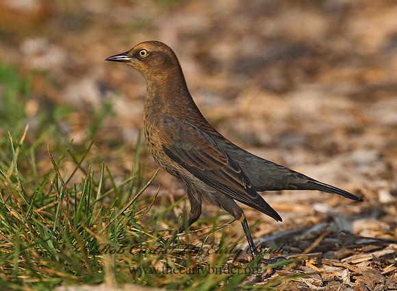 Euphagus carolinus  RUSTY BLACKBIRD 7012692z