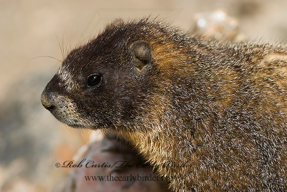 Marmota flaviventris  YELLOW-BELLIED MARMOT 6027346z