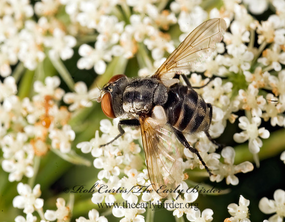 Gymnoclytia occidua  TACHINID FLY  8007191z