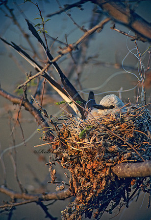 Tyrannus forficatus SCISSOR-TAILED FLYCATCHER 54322z