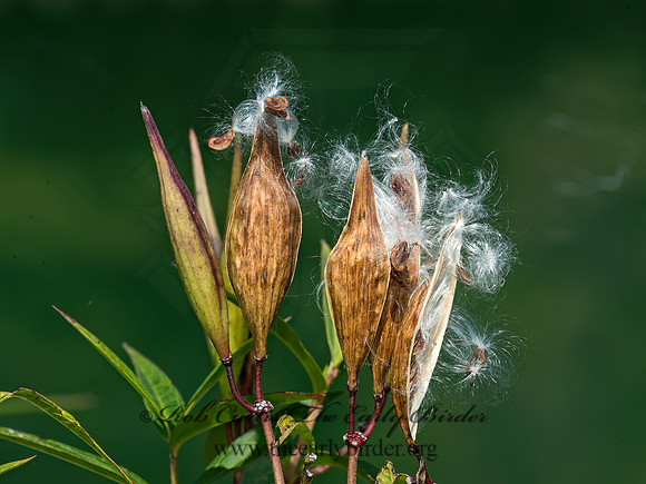 Asclepias incarnata  SWAMP MILKWEED 9041572z