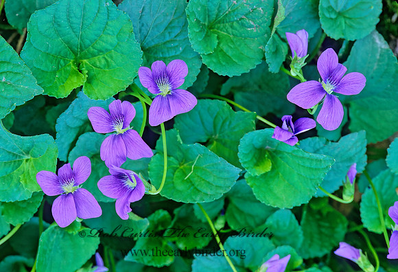 Viola sororia  COMMON BLUE VIOLET 265509z