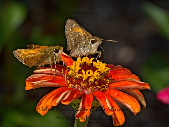 Atalopedes campestris  SACHEM SKIPPER 9052465z
