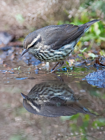 Parkesia noveboracensis  NORTHERN WATERTHRUSH 8029238z