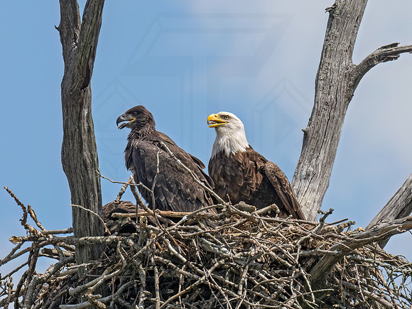 Haliaeetus leucocephalus BALD EAGLE 9087783z