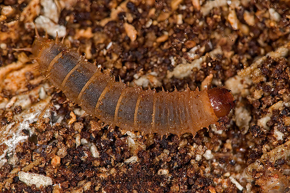 Nitidulidae 6016822 larvaz