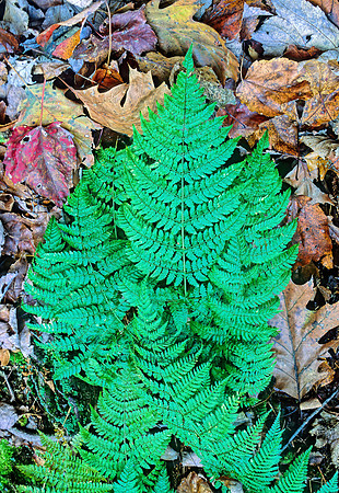 Dryopteris splendosa  WOOD FERN 214020z