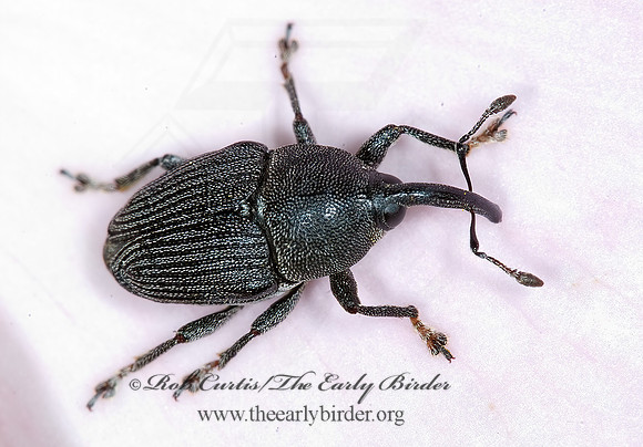 Odontocorynus scutellemalbum 6008792z