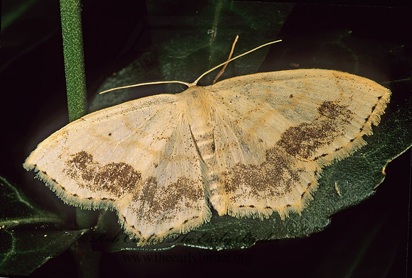 Scopula limboundata LARGE LACE-BORDER 95833z