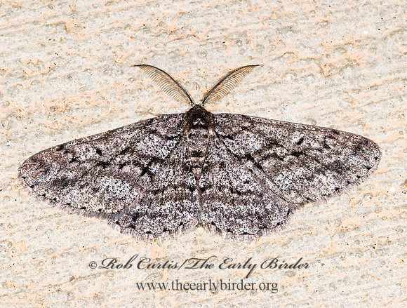 Glena nigricaria  BOARMIINI GEOMETER 6027724z
