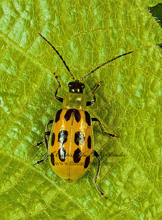 Diabrotica undecimpunctata  12-SPOTTED CUCUMBER BEETLE 115523z
