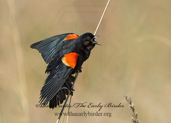 Agelaius phoeniceus  RED-WINGED BLACKBIRD 9043118z