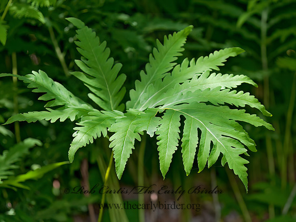 Onoclea sensibilis  SENSITIVE FERN 3013652z