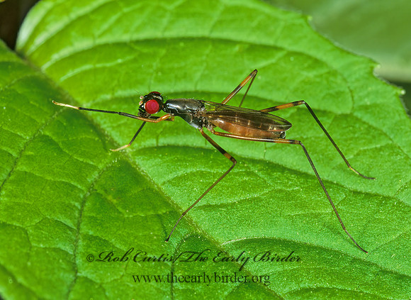 Rainieria antennaepes  STILT-LEGGED FLY 1111923z