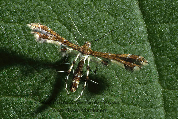 Geina buscki or tenuidactylus  PLUME MOTH 4002222z