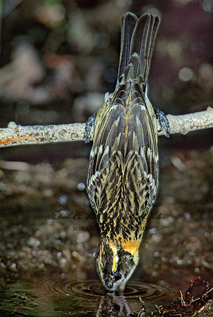 Pheucticus melanocephalus  BLACK HEADED GROSBEAK 127620z