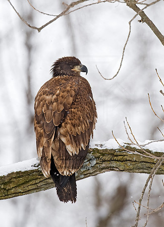 Haliaeetus leucocephalus  BALD EAGLE 8009862z
