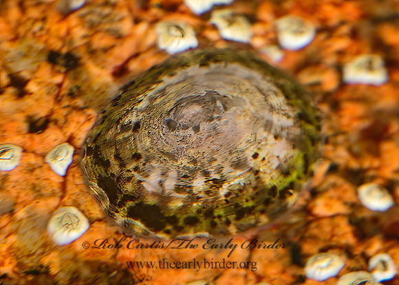 Notoacmaea,Acmaea testudinalis  TORTOISE-SHELL LIMPET 9033179z