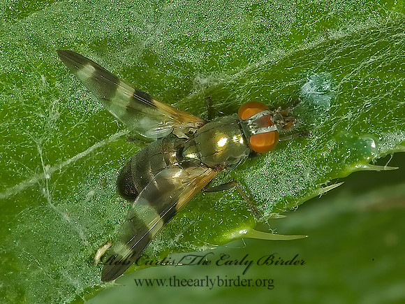 Chaetopsis masyla  PICTURE-WINGED FLY 5008032z