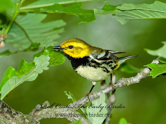 Setophaga virens  BLACK-THROATED GREEN WARBLER 4000972 z