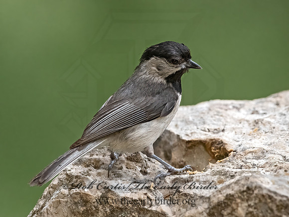 Poecile carolinensis  CAROLINA CHICKADEE 3035498z