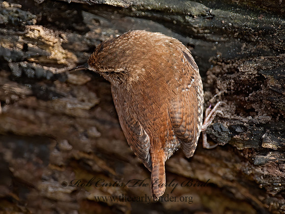 Troglodytes hiemalis  WINTER WREN 8033861z