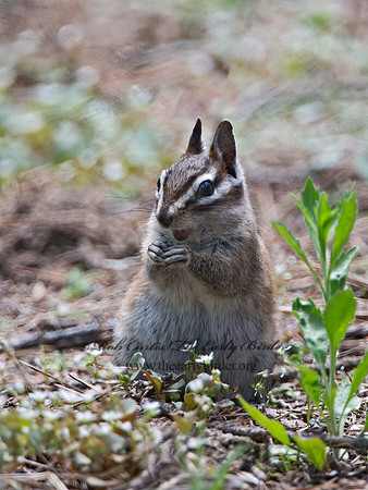 Neotamias merriami  MERRIAM'S CHIPMUNK  9058628z