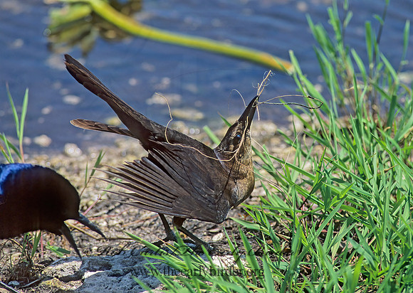 Quiscalus major  BOAT-TAILED GRACKLE 250722z