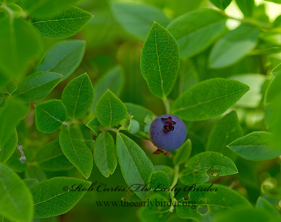 Vaccinium angustifolium  LOW SWEET BLUEBERRY 9031955z