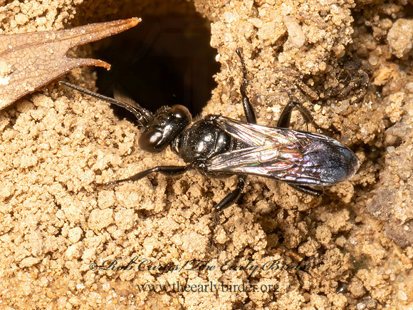 Astata unicolor CRABRONID WASP 9080878z