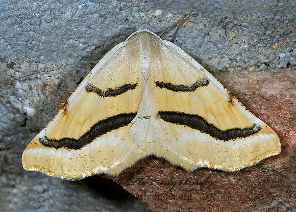 Eriplatymetra coloradaria  OURAPTERYGINI GEOMETER 6027685z