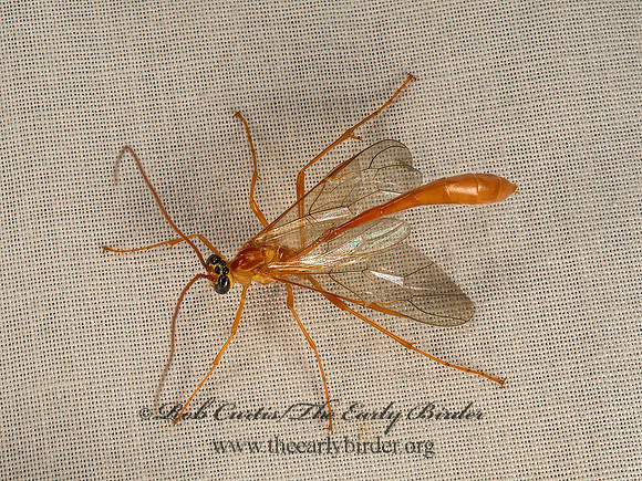 Enicospilus americanus grp  OPHIONINAE ICHNEUMON  9050322z