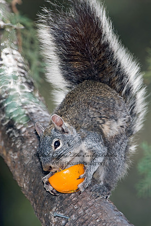 Sciurus arizonensis  ARIZONA GRAY SQUIRREL 7007533z