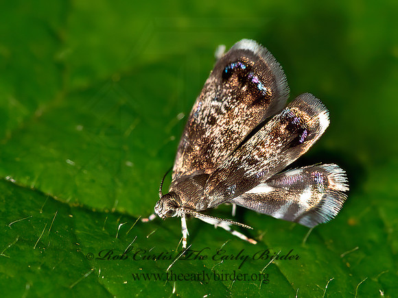 Brenthia pavonacella  PEACOCK BRENTHIA 9047288z