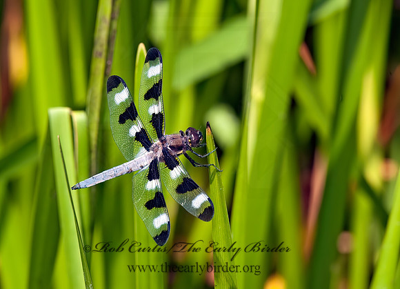 Libellula pulchella 8026328 z