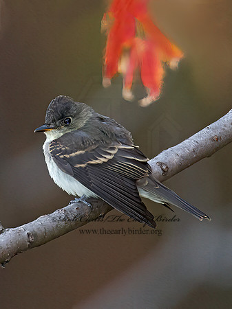 Contopus virens  EASTERN WOOD PEWEE 9005963z